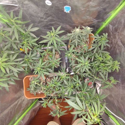 Lemonzinho 2.0  growlog timeline photo