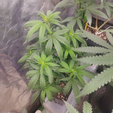 Lemonzinho 2.0  growlog photo: Defftnl not a strain for a hot Brazil... She likes cold climates , but , its better than the previous cicle 