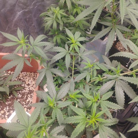 Lemonzinho 2.0  growlog photo: Defftnl not a strain for a hot Brazil... She likes cold climates , but , its better than the previous cicle 