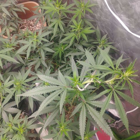 Gorilla Kush growlog photo: BEASTS!!! Good growing, good colors, nice pre flowers... Going to blast
