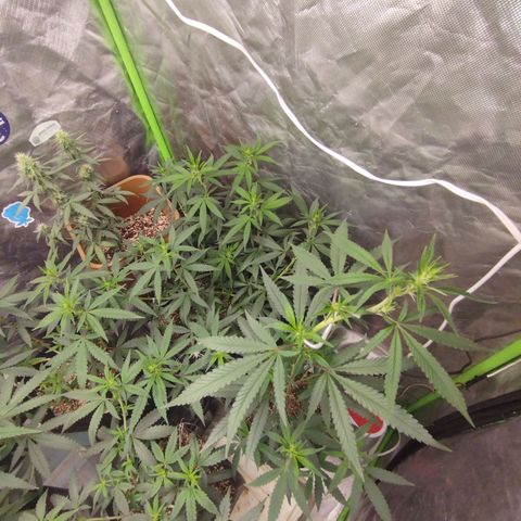 Gorilla Kush growlog photo: BEASTS!!! Good growing, good colors, nice pre flowers... Going to blast