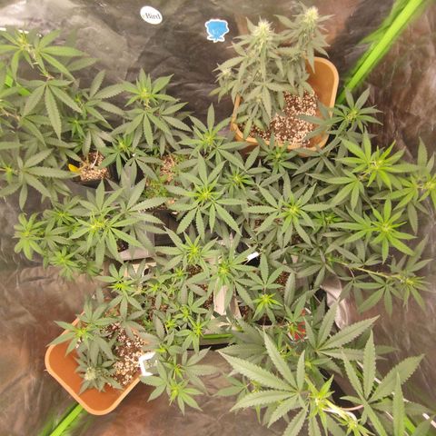 Lemonzinho 2.0  growlog photo: Fillin the blank spaces... Gogogo