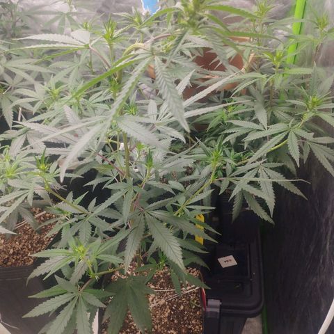 Gorilla Kush growlog photo: BEASTS!!! Good growing, good colors, nice pre flowers... Going to blast