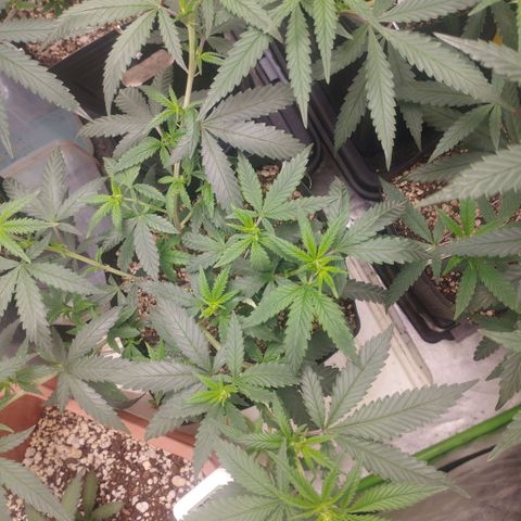 Lemonzinho 2.0  growlog photo: Defftnl not a strain for a hot Brazil... She likes cold climates , but , its better than the previous cicle 