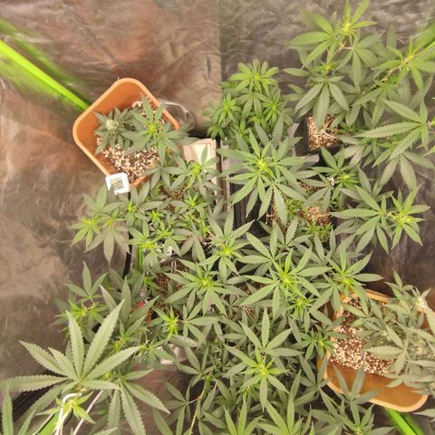 Lemonzinho 2.0  growlog photo: Fillin the blank spaces... Gogogo