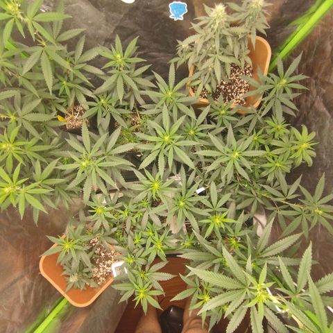 Lemonzinho 2.0  growlog timeline photo