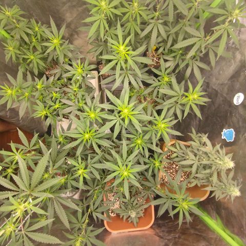 Lemonzinho 2.0  growlog timeline photo