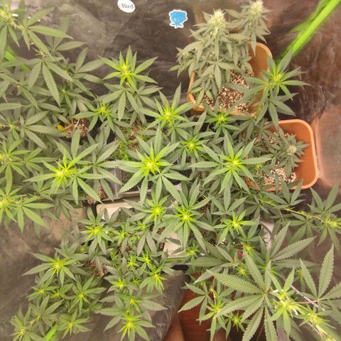 Lemonzinho 2.0  growlog photo: New disposition