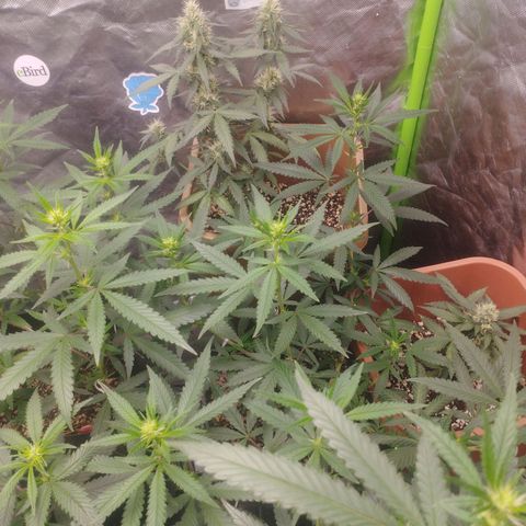 Lemonzinho 2.0  growlog timeline photo