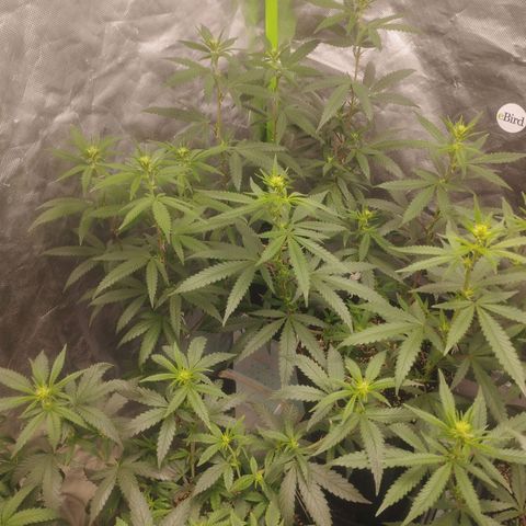 Lemonzinho 2.0  growlog timeline photo