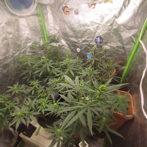 Lemonzinho 2.0  growlog timeline photo