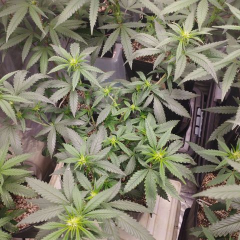 Lemonzinho 2.0  growlog photo: Clear signs of the indica background. Way bushier and sturdy than her Sativa sister. 