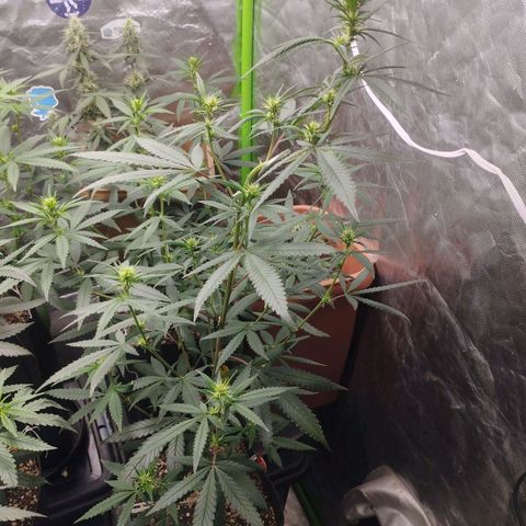 Gorilla Kush growlog photo: No other name than BEAST'S those Gorillas. Theyre growing pretty strong and are developing nice bud sites. Cant wait to see then fully bloomed and fattening. 