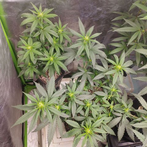 Lemonzinho 2.0  growlog photo: Clear signs of the indica background. Way bushier and sturdy than her Sativa sister. 