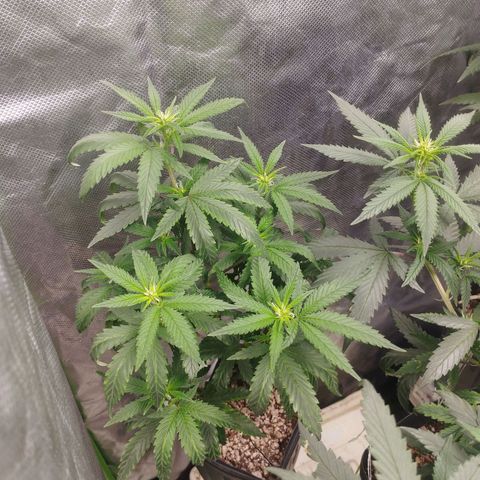 Lemonzinho 2.0  growlog photo: Clear signs of the indica background. Way bushier and sturdy than her Sativa sister. 