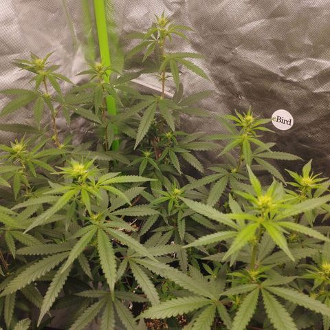 Gorilla Kush growlog photo: No other name than BEAST'S those Gorillas. Theyre growing pretty strong and are developing nice bud sites. Cant wait to see then fully bloomed and fattening. 