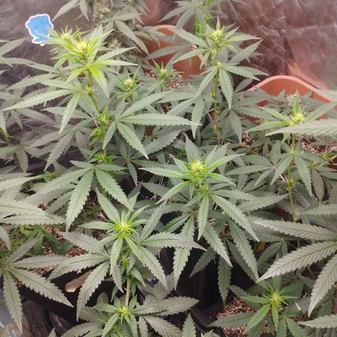 Gorilla Kush growlog photo: No other name than BEAST'S those Gorillas. Theyre growing pretty strong and are developing nice bud sites. Cant wait to see then fully bloomed and fattening. 
