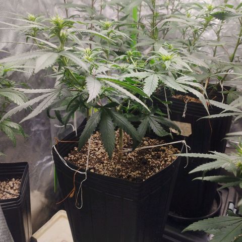 Lemonzinho 2.0  growlog photo: Clear signs of the indica background. Way bushier and sturdy than her Sativa sister. 