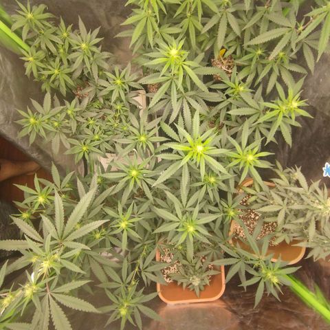 Lemonzinho 2.0  growlog photo: The old 0.6 coverage pic haha. Getting solid. The plan its to not see the floor