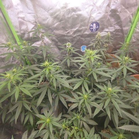 Gorilla Kush growlog photo: No other name than BEAST'S those Gorillas. Theyre growing pretty strong and are developing nice bud sites. Cant wait to see then fully bloomed and fattening. 