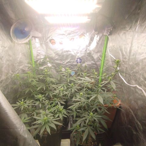 Lemonzinho 2.0  growlog photo: The temple