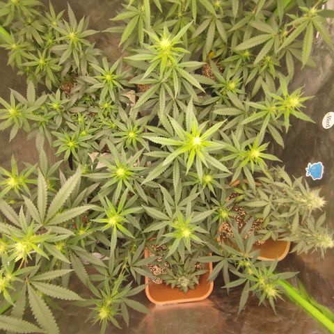 Lemonzinho 2.0  growlog photo: Coverage pic