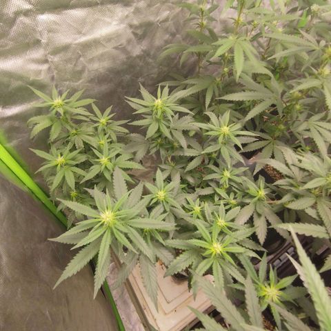 Lemonzinho 2.0  growlog photo: Dealing better with the climate than I though... Nice :))