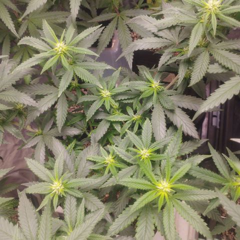 Lemonzinho 2.0  growlog photo: Dealing better with the climate than I though... Nice :))