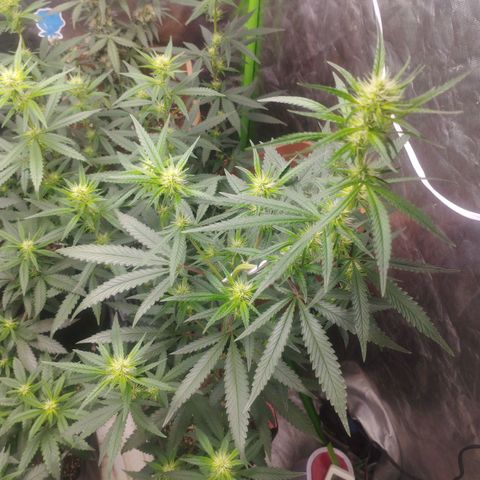 Gorilla Kush growlog photo: Never seen such pre-flowering... Cant wait to see whats is up to come :D