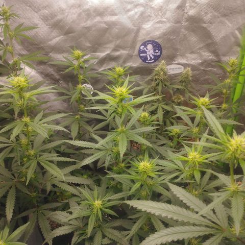Gorilla Kush growlog photo: Never seen such pre-flowering... Cant wait to see whats is up to come :D