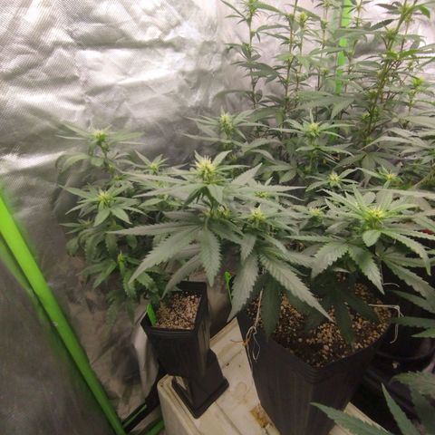 Lemonzinho 2.0  growlog photo: Dealing better with the climate than I though... Nice :))
