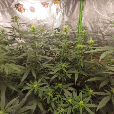Gorilla Kush growlog photo: Never seen such pre-flowering... Cant wait to see whats is up to come :D