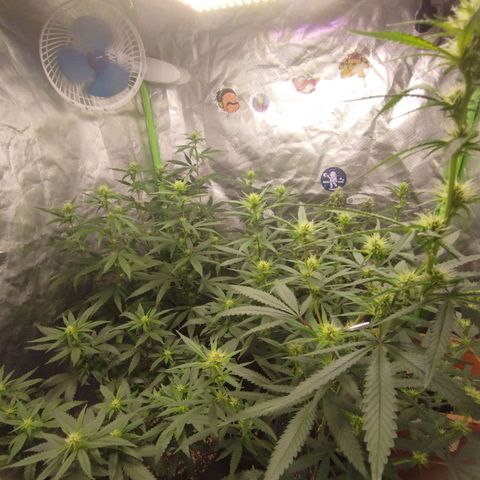 Lemonzinho 2.0  growlog timeline photo