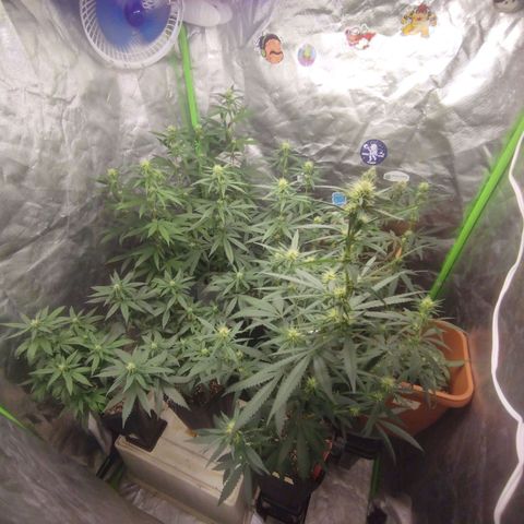 Lemonzinho 2.0  growlog timeline photo
