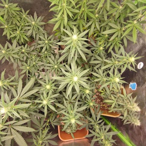 Lemonzinho 2.0  growlog photo: Nice coverage