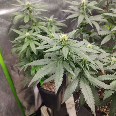 Lemonzinho 2.0  growlog photo: Way better than I expected