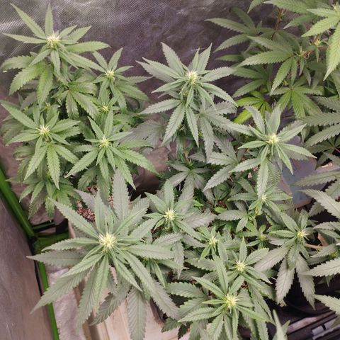 Lemonzinho 2.0  growlog photo: Way better than I expected