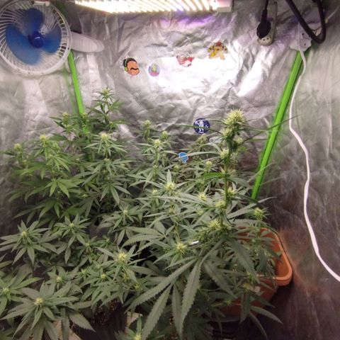 Gorilla Kush growlog photo: BEASTTT