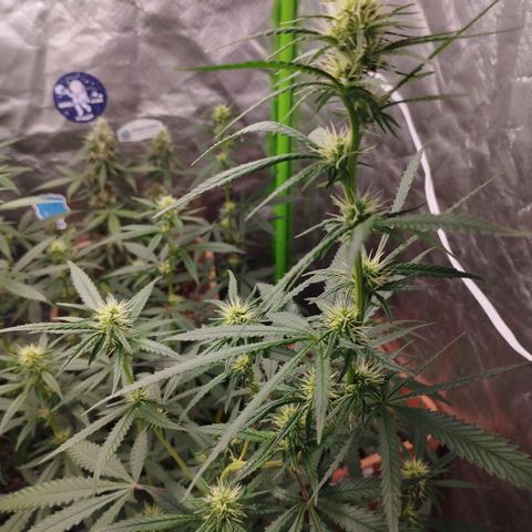 Gorilla Kush growlog photo: BEASTTT