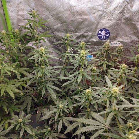 Gorilla Kush growlog photo: BEASTTT