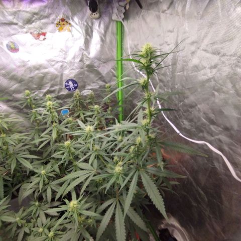 Gorilla Kush growlog photo: BEASTTT