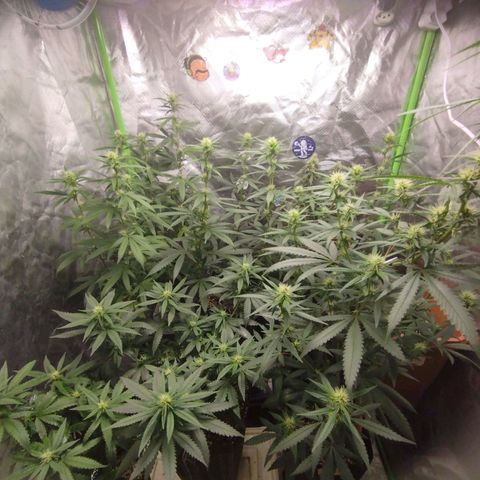 Lemonzinho 2.0  growlog timeline photo