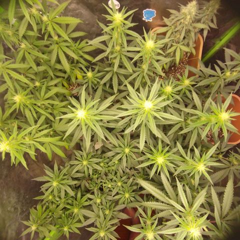 Lemonzinho 2.0  growlog photo: Coverage pic