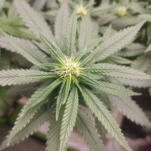 Lemonzinho 2.0  growlog timeline photo