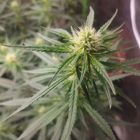 Gorilla Kush growlog timeline photo