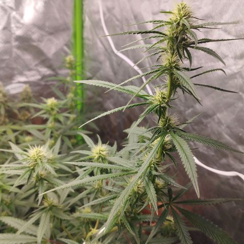 Gorilla Kush growlog timeline photo