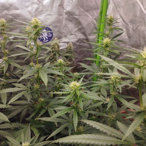 Gorilla Kush growlog timeline photo