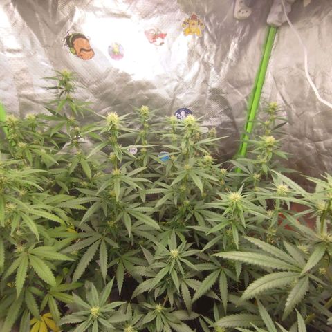 Gorilla Kush growlog timeline photo
