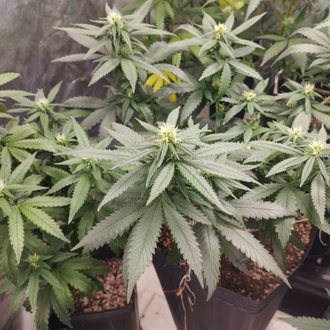 Lemonzinho 2.0  growlog timeline photo