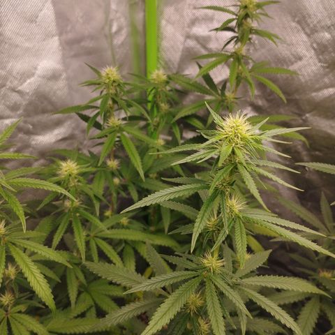 Gorilla Kush growlog timeline photo